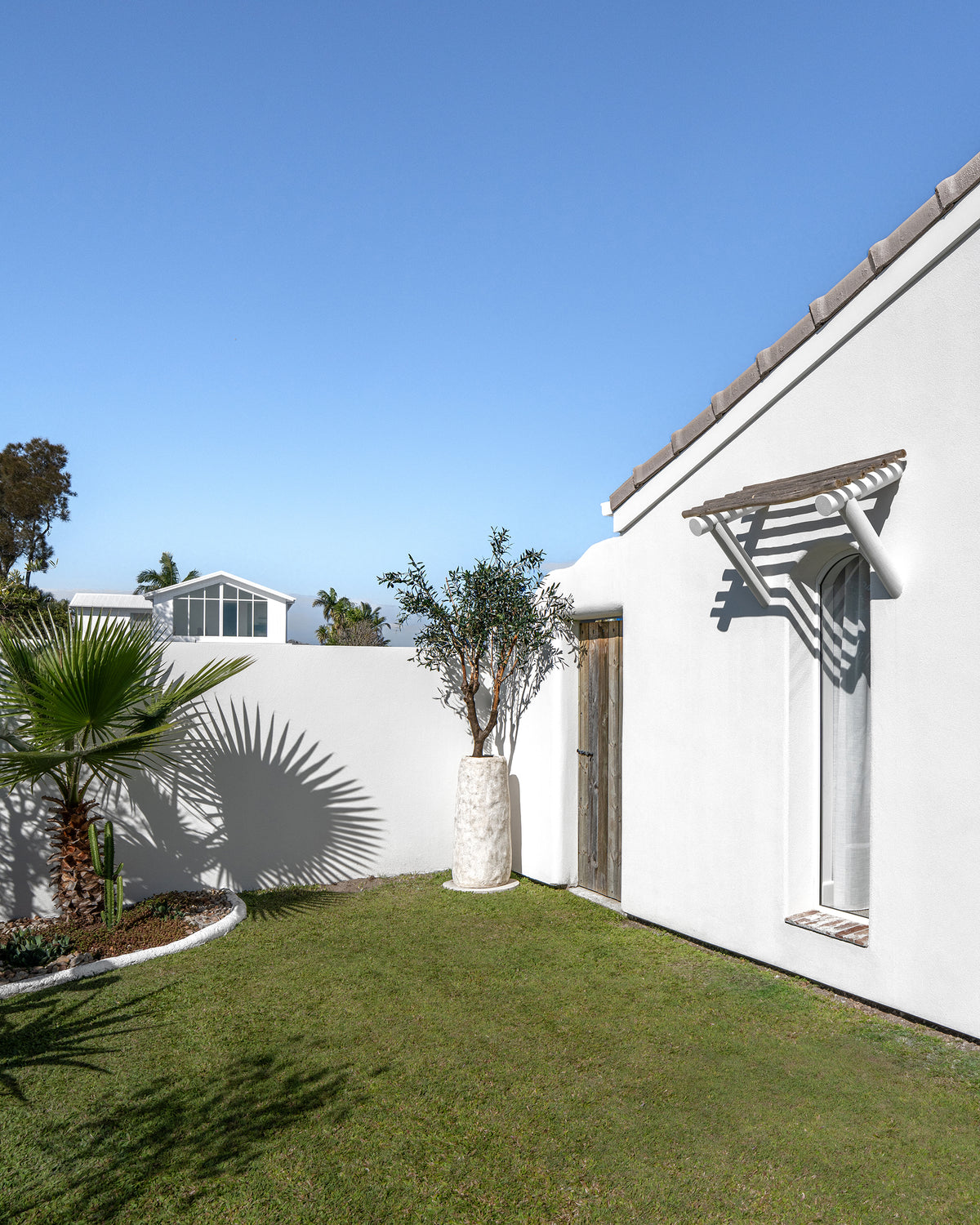 Nusa Palm Planter featuring an olive tree against a white rendered wall in a sunlit coastal garden with tropical greenery.