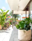 Large Maaru planter filled with lush greenery in a bright rooftop bar setting with layered plants soft light and relaxed outdoor ambience