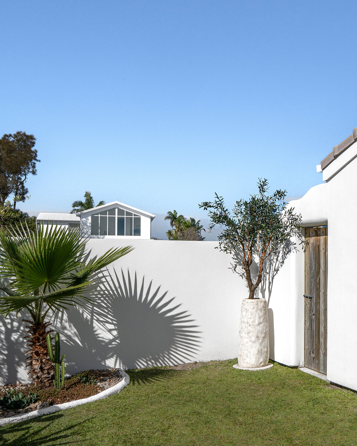 Nusa Palm Planter with an olive tree beside a rustic timber door and white rendered walls in a sunlit coastal garden.